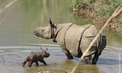 Rhino baby