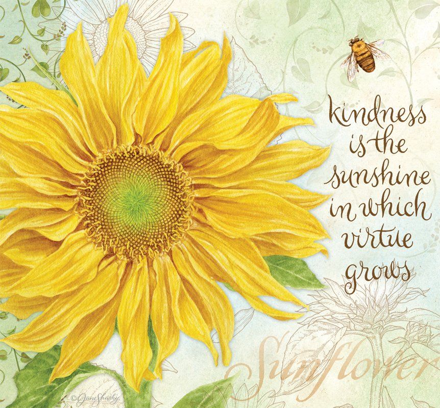 kind sunflower